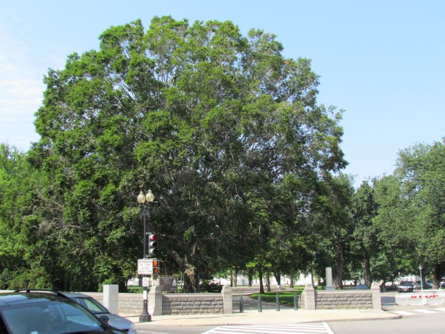 Fagus grandifolia FagusGrandifloraCapitolHill3.JPG