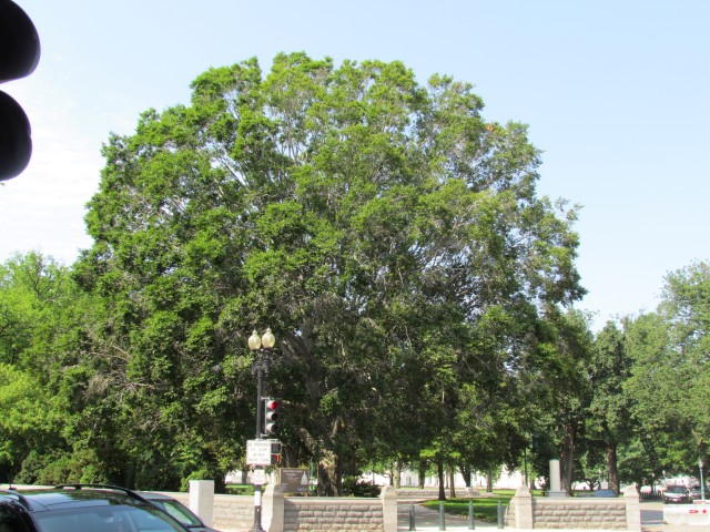 Fagus grandifolia FagusGrandifloraCapitolHill4.JPG