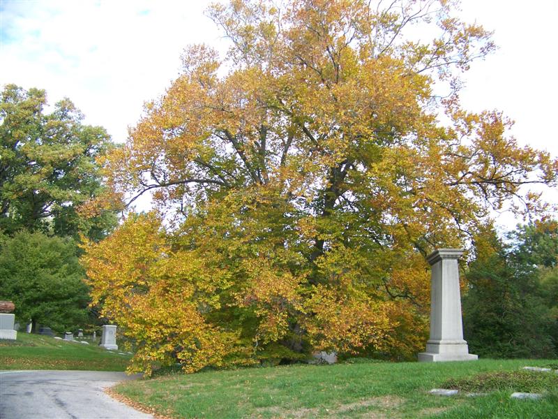 Fagus grandifolia Fagus_grandifolia(Medium).jpg