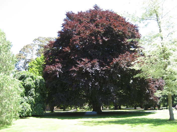 Fagus sylvatica purpurea Fagus_sylvatica_purpurea_2.jpg