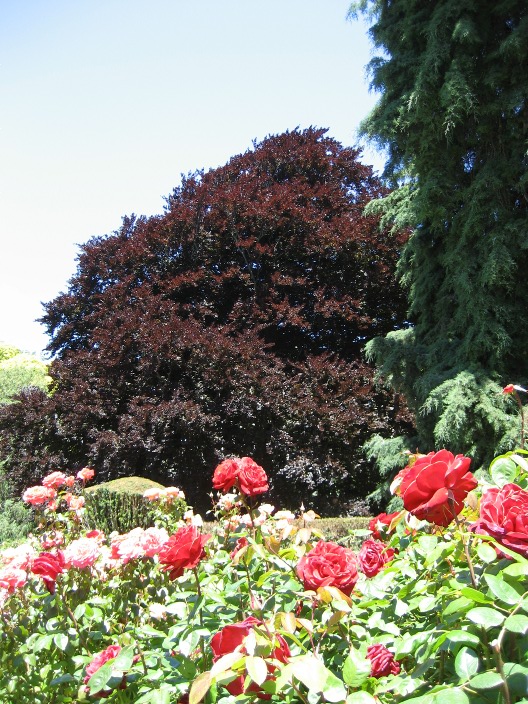 Fagus sylvatica purpurea Fagus_sylvatica_purpurea_distance.jpg