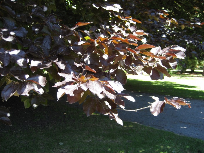 Fagus sylvatica purpurea Fagus_sylvatica_purpurea_leaves.jpg