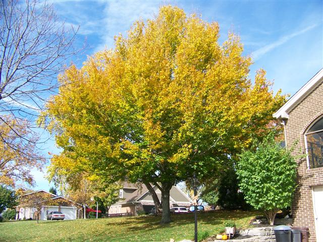 Picture of Fagus grandifolia  American Beech