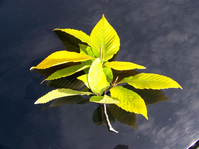 Picture of Fagus grandifolia  American Beech