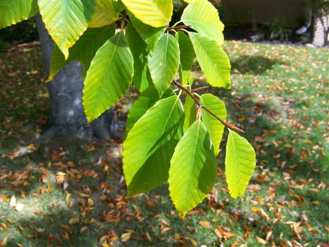 Picture of Fagus grandifolia  American Beech