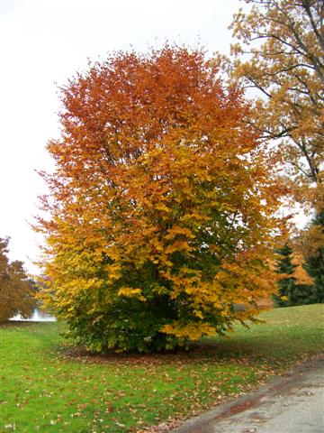 Fagus orientalis FagusorientalisOrientalBeech.jpg