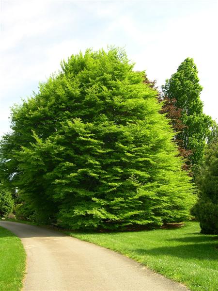 Picture of Fagus sylvatica 'Asplenifolia' Fernleaf Beech