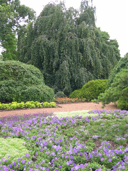 Fagus sylvatica FagussylvaticaPendulayewdell.jpg