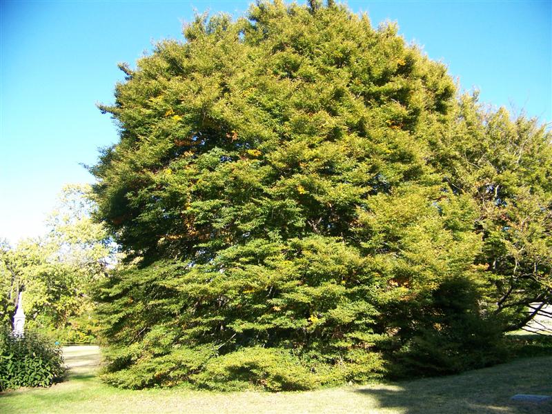 Fagus sylvatica Fagussylvaticaasplenifoliaspringgrove.jpg