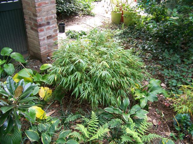 Picture of Fargesia rufa 'Green Panda' Green Panda Bamboo