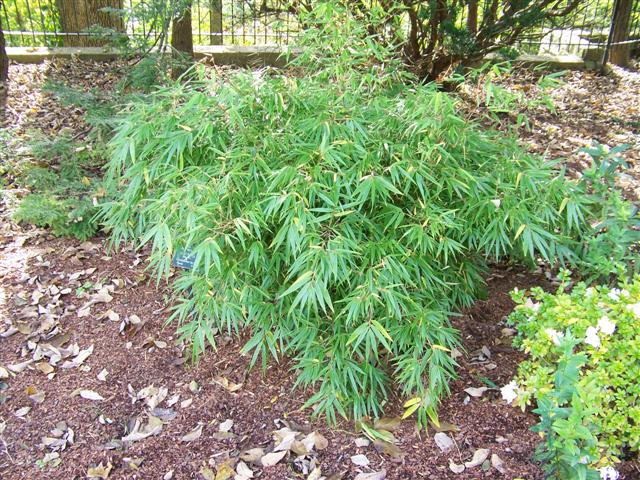 Picture of Fargesia rufa 'Green Panda' Green Panda Bamboo