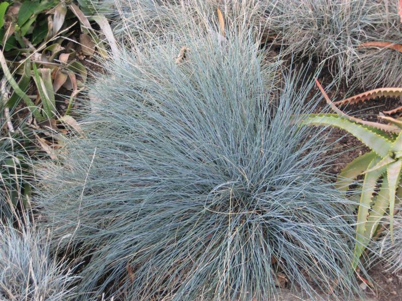 Festuca cinerea Festuca_cinera_plant.JPG