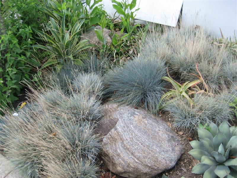 Festuca cinerea Festuca_cinera_plants.JPG