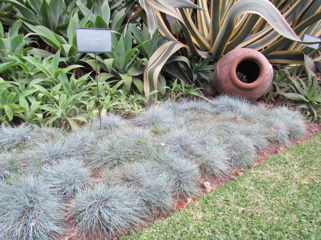 Festuca glauca FestuciaGlaucaPlanting.JPG