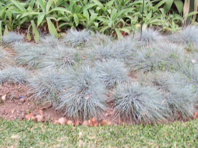 Festuca glauca FestuciaGlaucaPlanting2.JPG