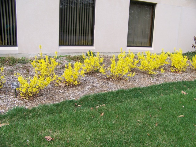 Forsythia viridissima Forsythia.Bronxensis.JPG