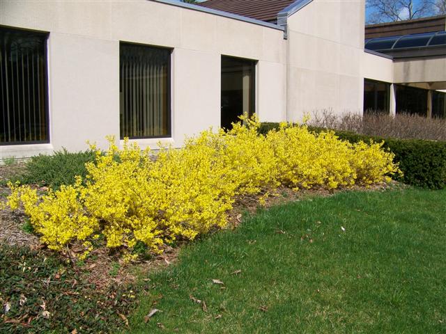 Picture of Forsythia viridissima 'Bronxensis' Bronxensis Forsythia