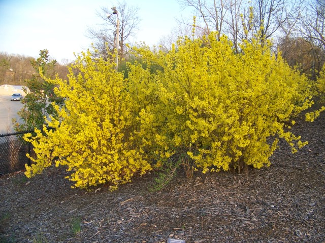 Picture of Forsythia x intermedia 'Golden Bells' Golden Bells Forsythia