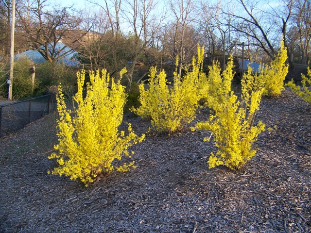 Forsythia x intermedia ForsythiaGoldBells.JPG