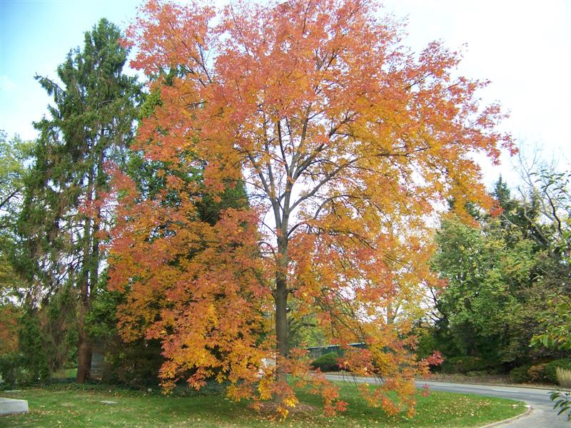 Picture of Fraxinus americana 'Rosehill' Rosehill Ash