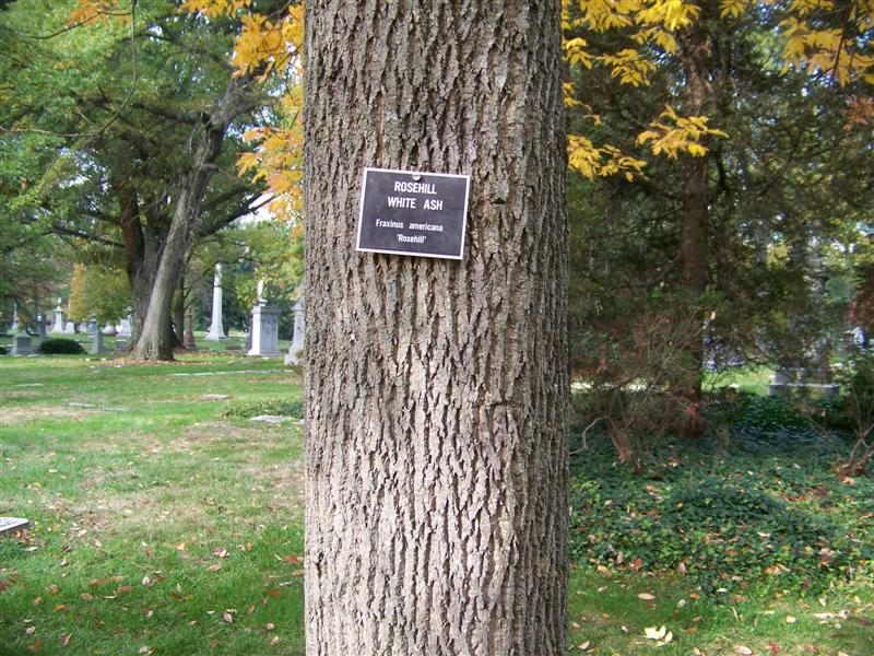 Picture of Fraxinus americana 'Rosehill' Rosehill Ash