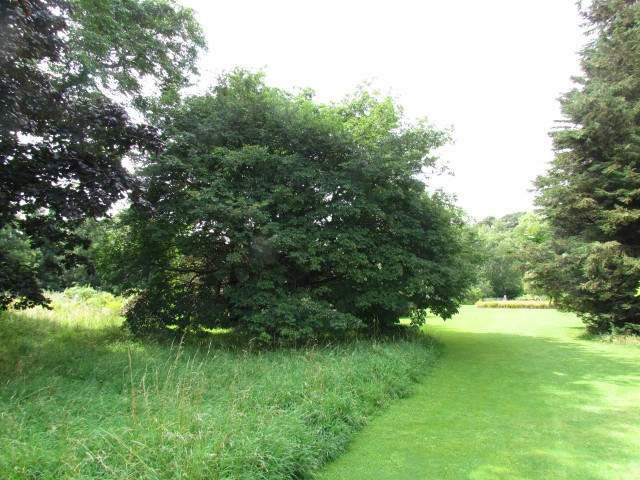 Fraxinus ornus FraxinusOrnusMannaAshCUBG.JPG