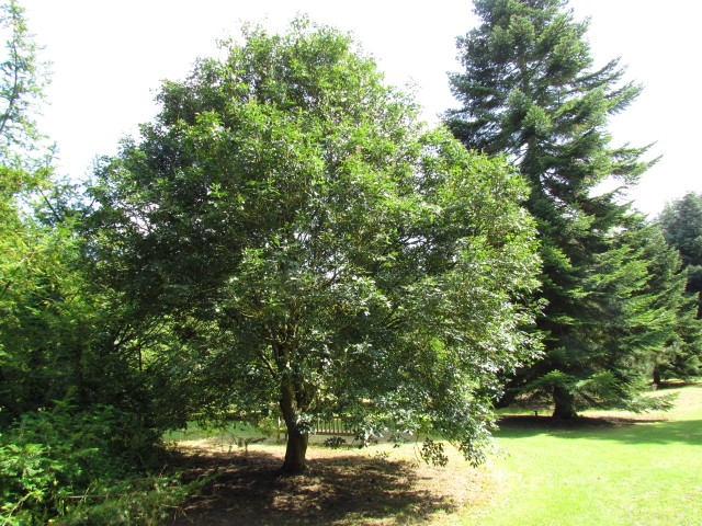 Fraxinus ornus FraxinusOrnusMannaAshCUBG1.JPG