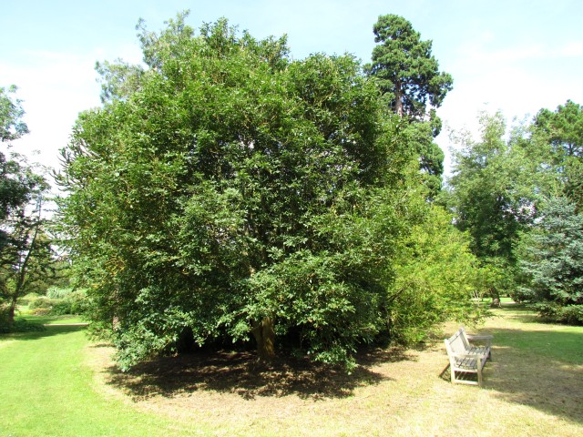 Fraxinus ornus FraxinusOrnusMannaAshCUBG2.JPG