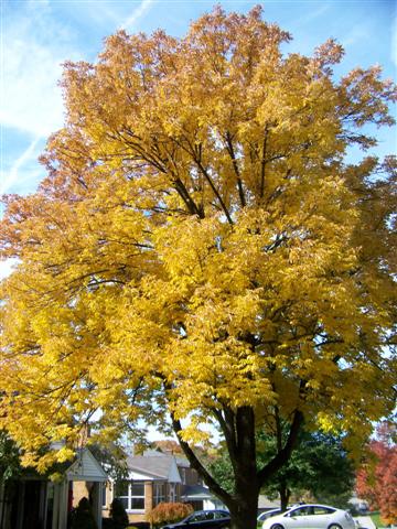 Picture of Fraxinus%20pennsylvanica%20%20Green%20Ash