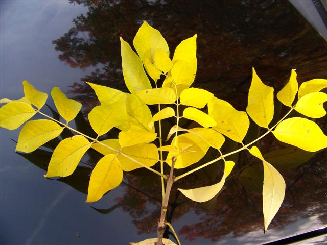 Picture of Fraxinus pennsylvanica  Green Ash