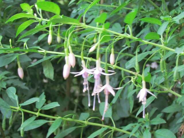 fuchsia magellanica FuchsiaMagellanicBhxaMolinaeFlower2.JPG