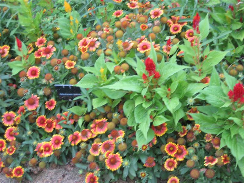 Gaillardia grandiflora Gaillardia1.JPG