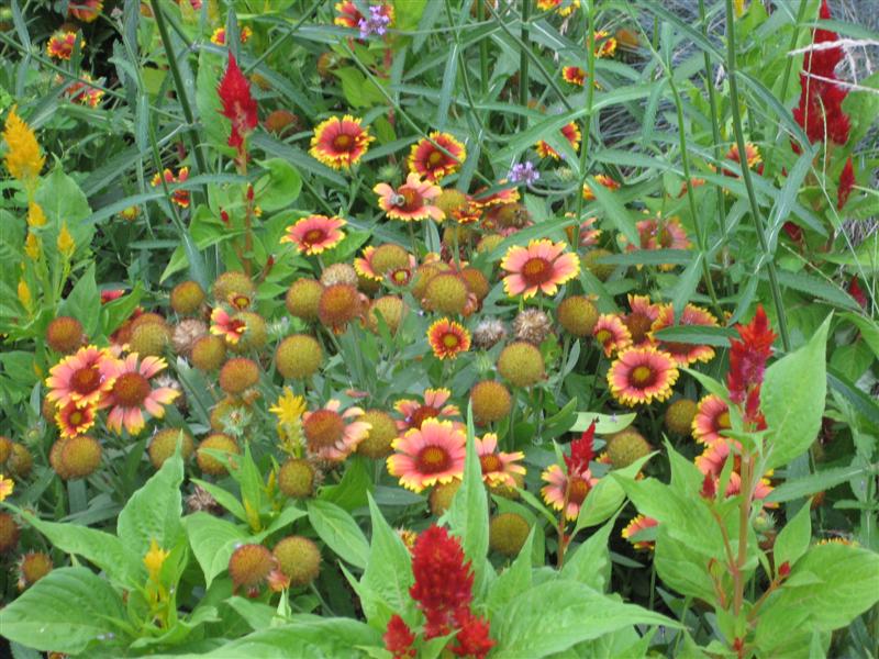 Gaillardia grandiflora Gaillardia2.JPG