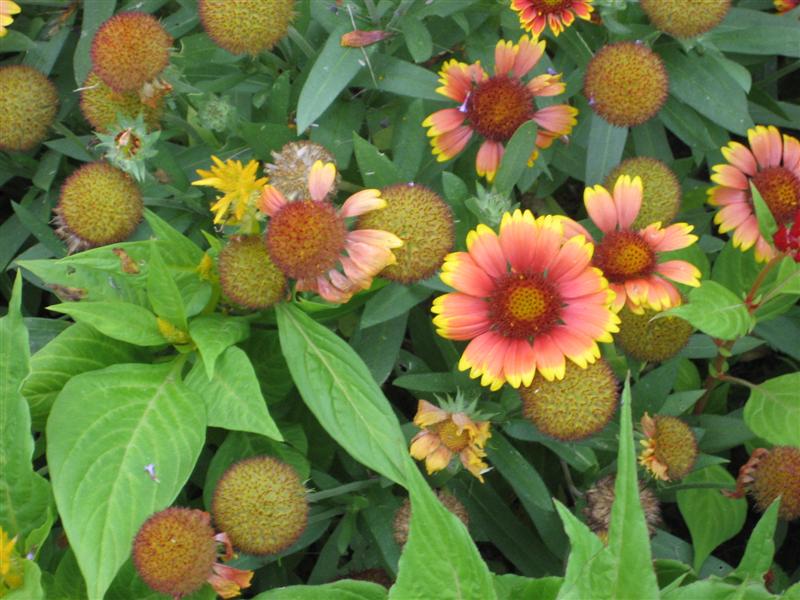 Gaillardia grandiflora Gaillardia3.JPG