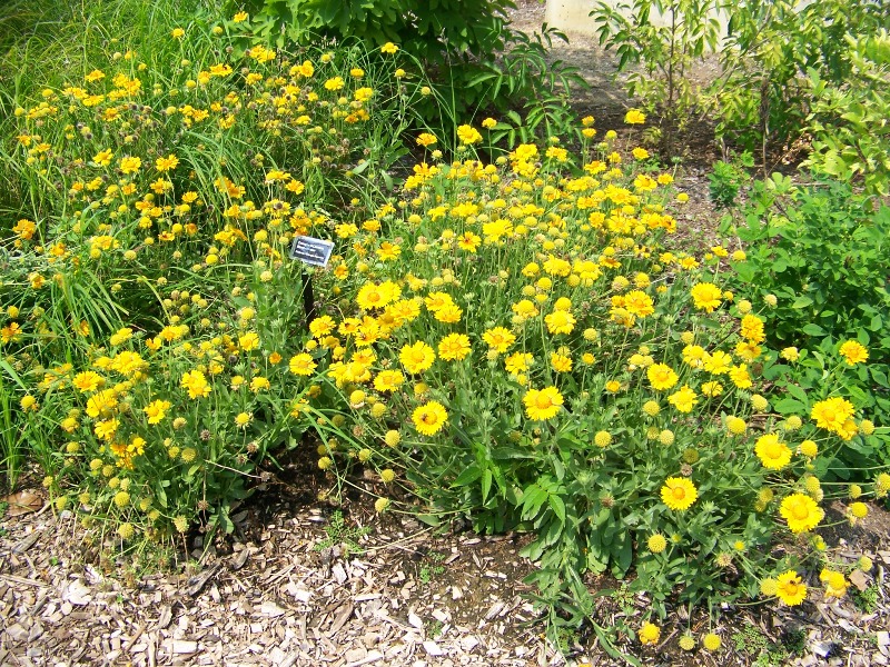 Picture of Gaillardia grandiflora  Blanket Flower