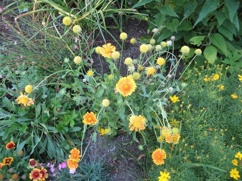 Gaillardia grandiflora Gaillardia_grandiflora_plant_yellow_flowers_ap.JPG