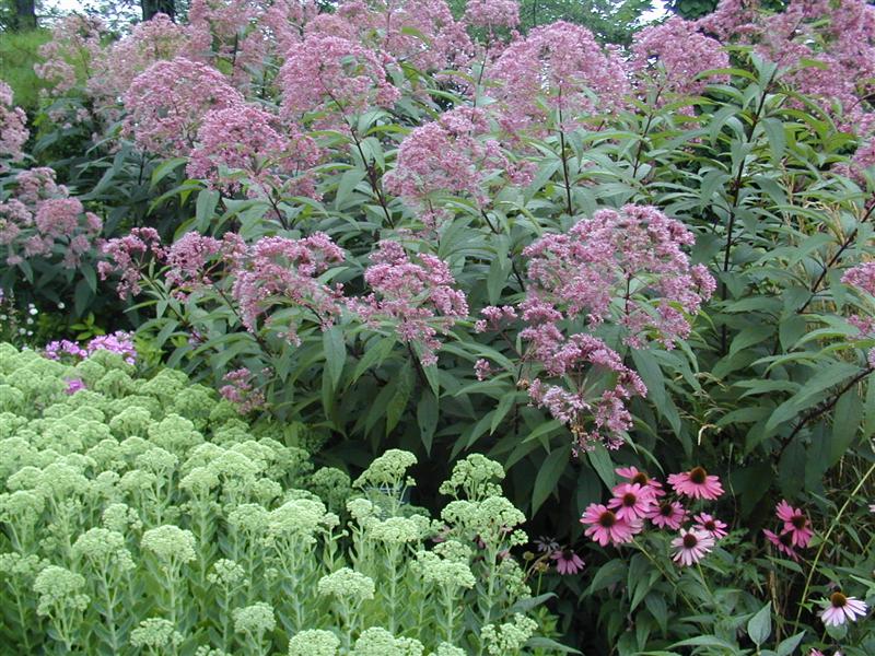 Picture of Eupatorium maculatum 'Gateway' Gateway Joe-Pye Weed