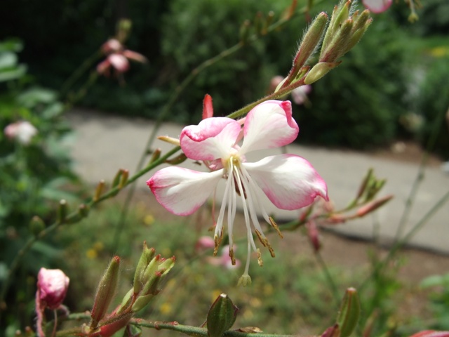 Picture of Gaura lindheimeri Stratosphere Pink Picotee Butterfly Flower