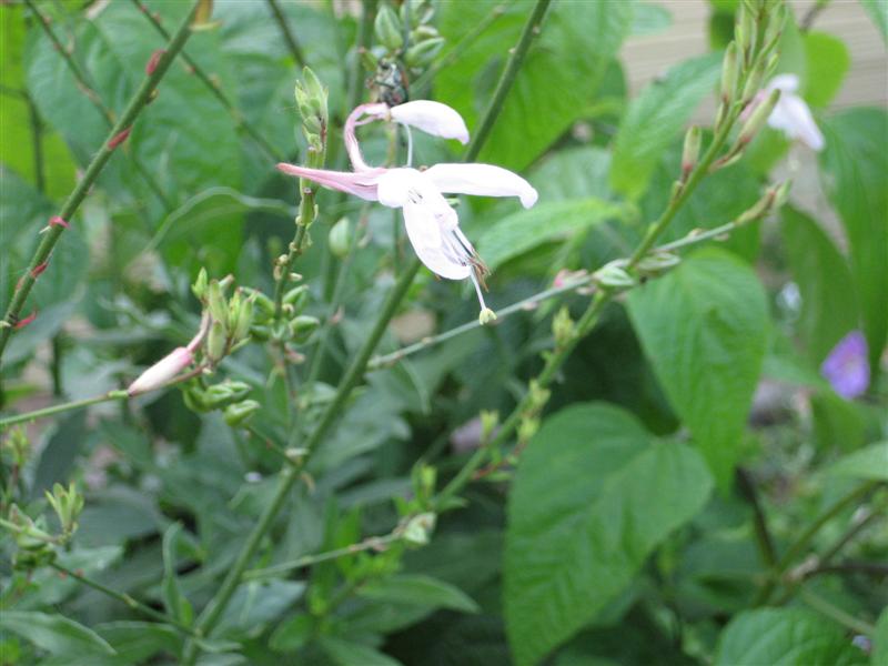 Gaura lindheimeri Gaura_lindheimeri_flower.JPG