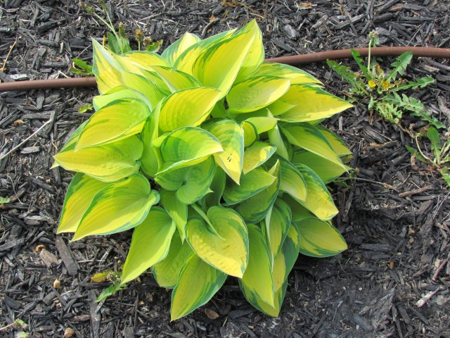 Hosta  GenevaHosta1.JPG