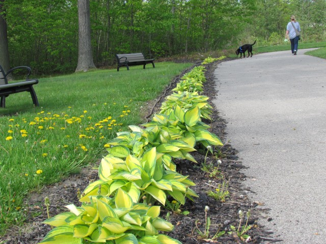 Hosta  GenevaHosta2.JPG