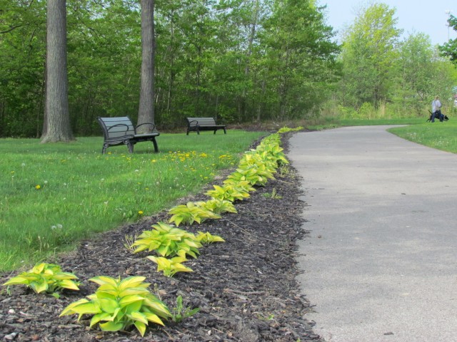 Hosta  GenevaHostaPlanting.JPG