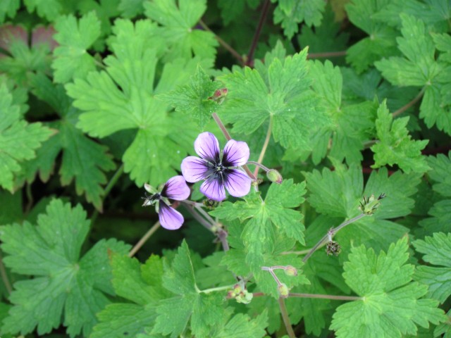 Geranium  GeraniumProcurrensFlowerCloseCUBG.JPG