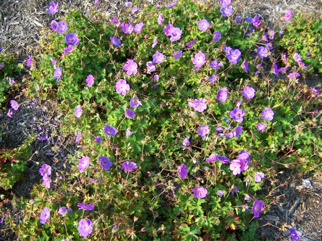 Picture of Geranium  'Rozanne' Rozanne Cranesbill