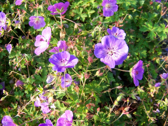 Picture of Geranium%20%20'Rozanne'%20Rozanne%20Cranesbill