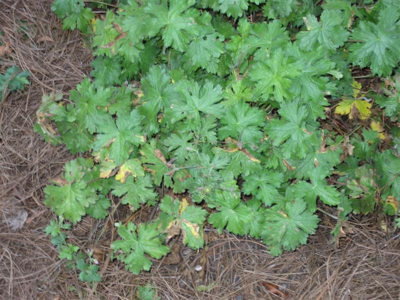 Geranium  Geranium_leaves.JPG