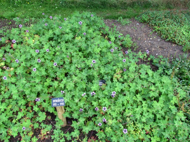 Geranium  GermaniumProcurrensFullCUBG.JPG