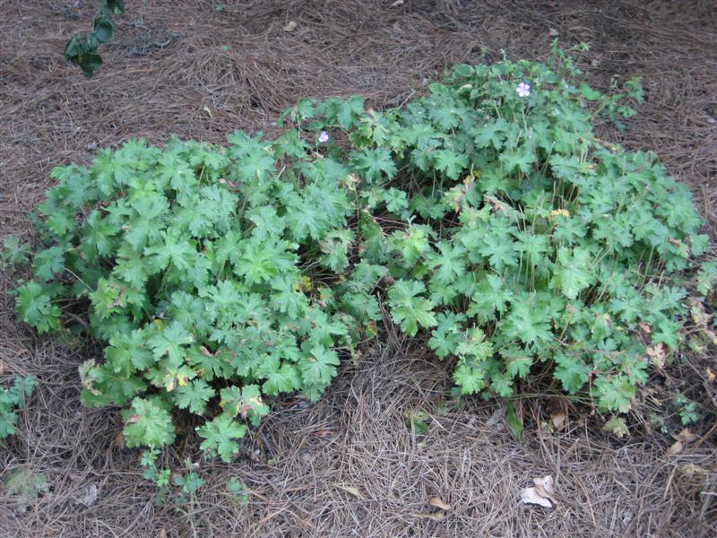 Geranium  Gernaium_hybrids_group.JPG