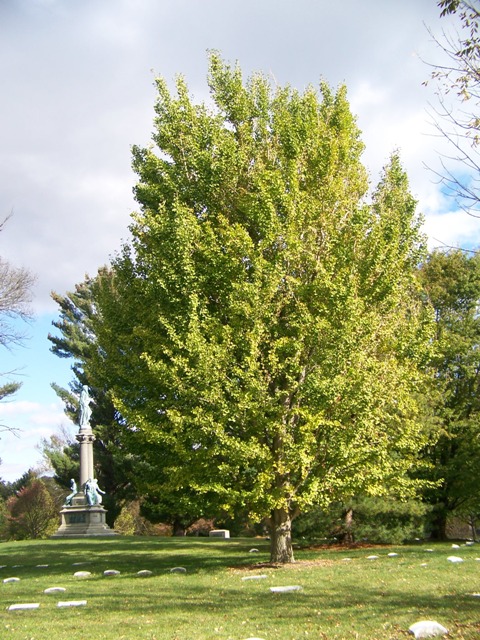 Picture of Ginkgo biloba 'Autumn Gold' Autumn Gold Maidenhair Tree