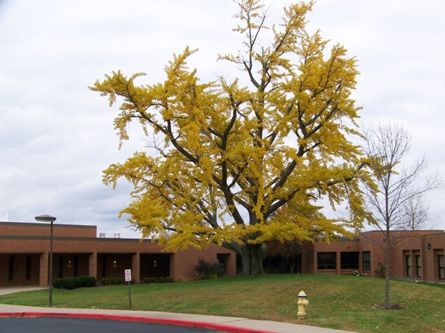 Ginkgo biloba Ginkgo.at.Hinsdale.JPG